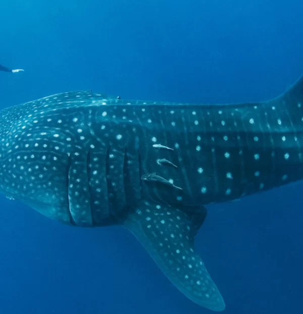 Whale Shark Spotting – Meet the shark giant